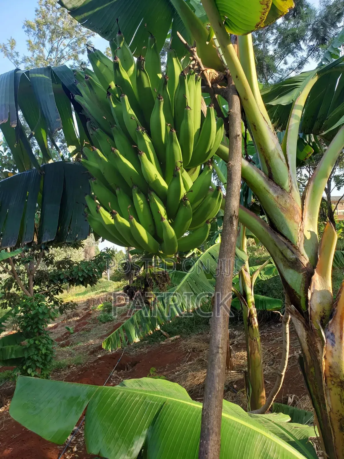 Plantain Suckers