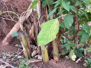 Plantain Suckers