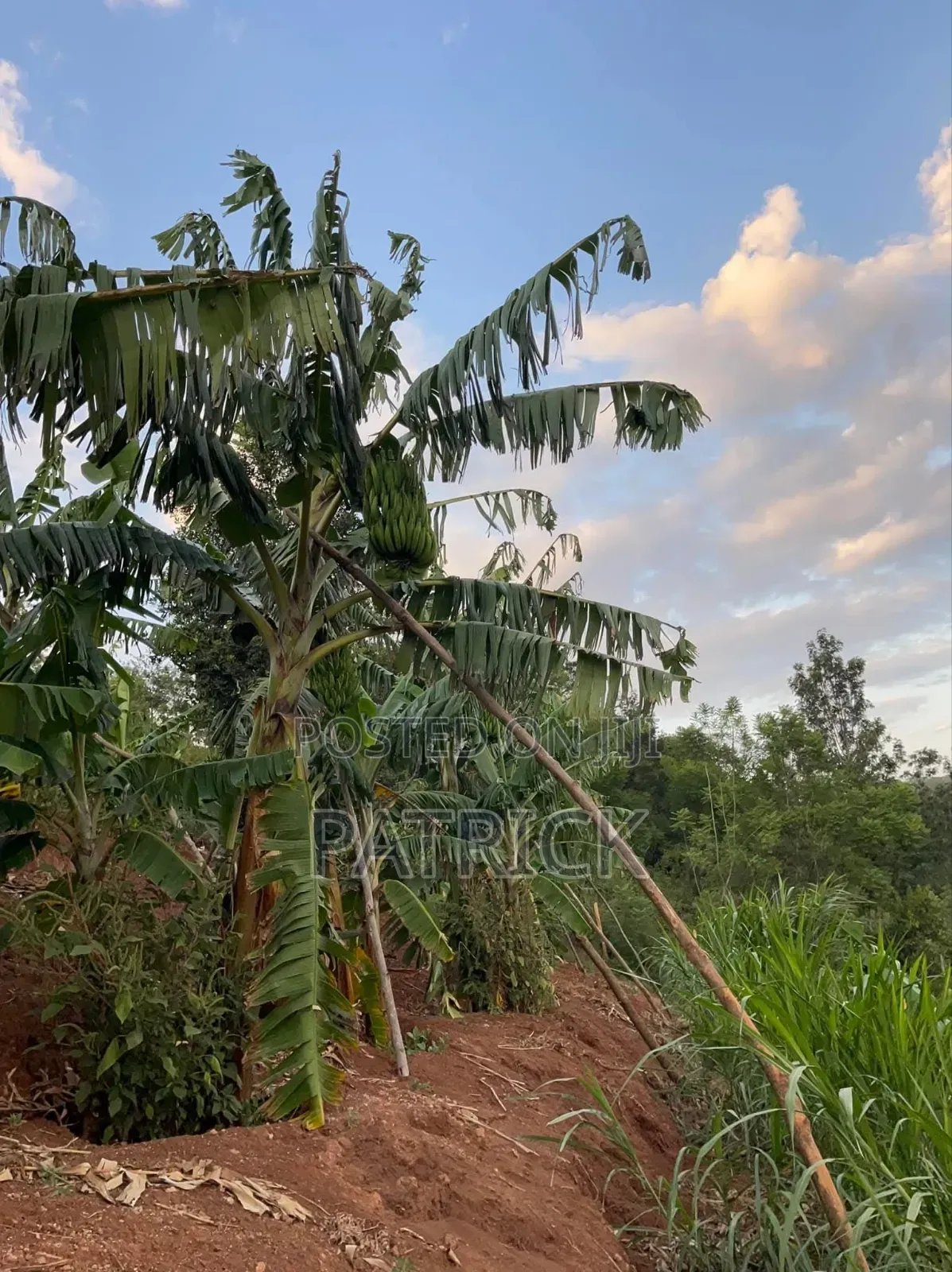 Plantain Suckers