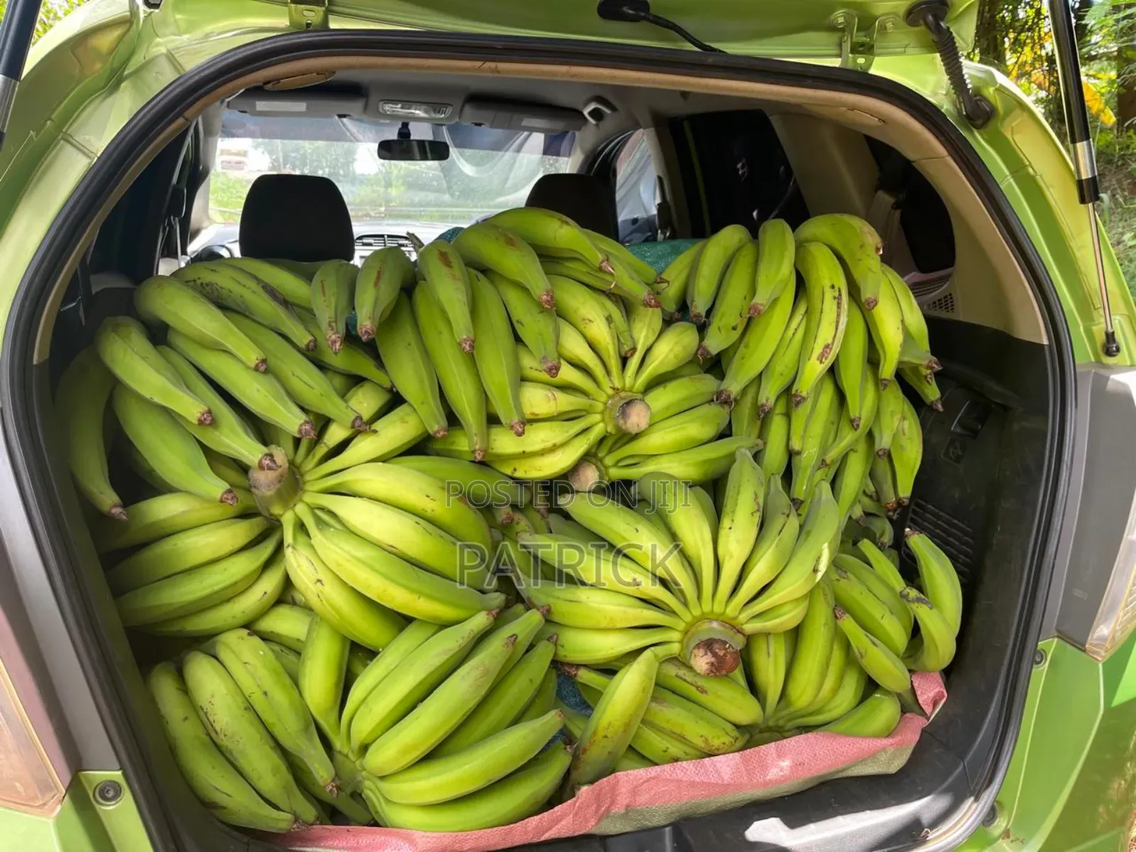 Plantain Suckers