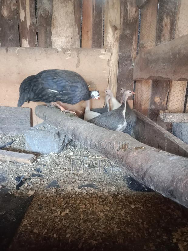 Guinea Fowls - main view