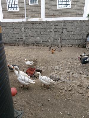 Matured Goose Very Good Healthy Ready for Breeding - thumbnail 2