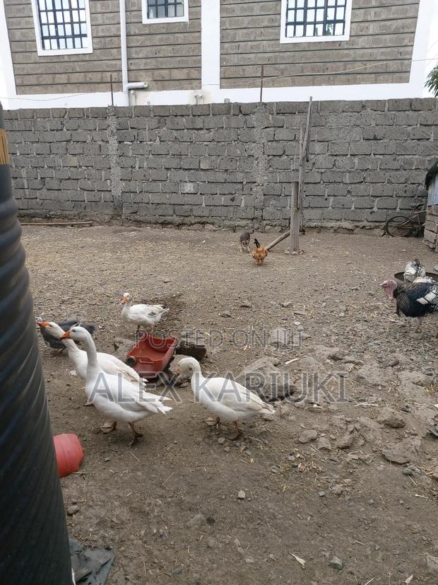 Matured Goose Very Good Healthy Ready for Breeding - main view