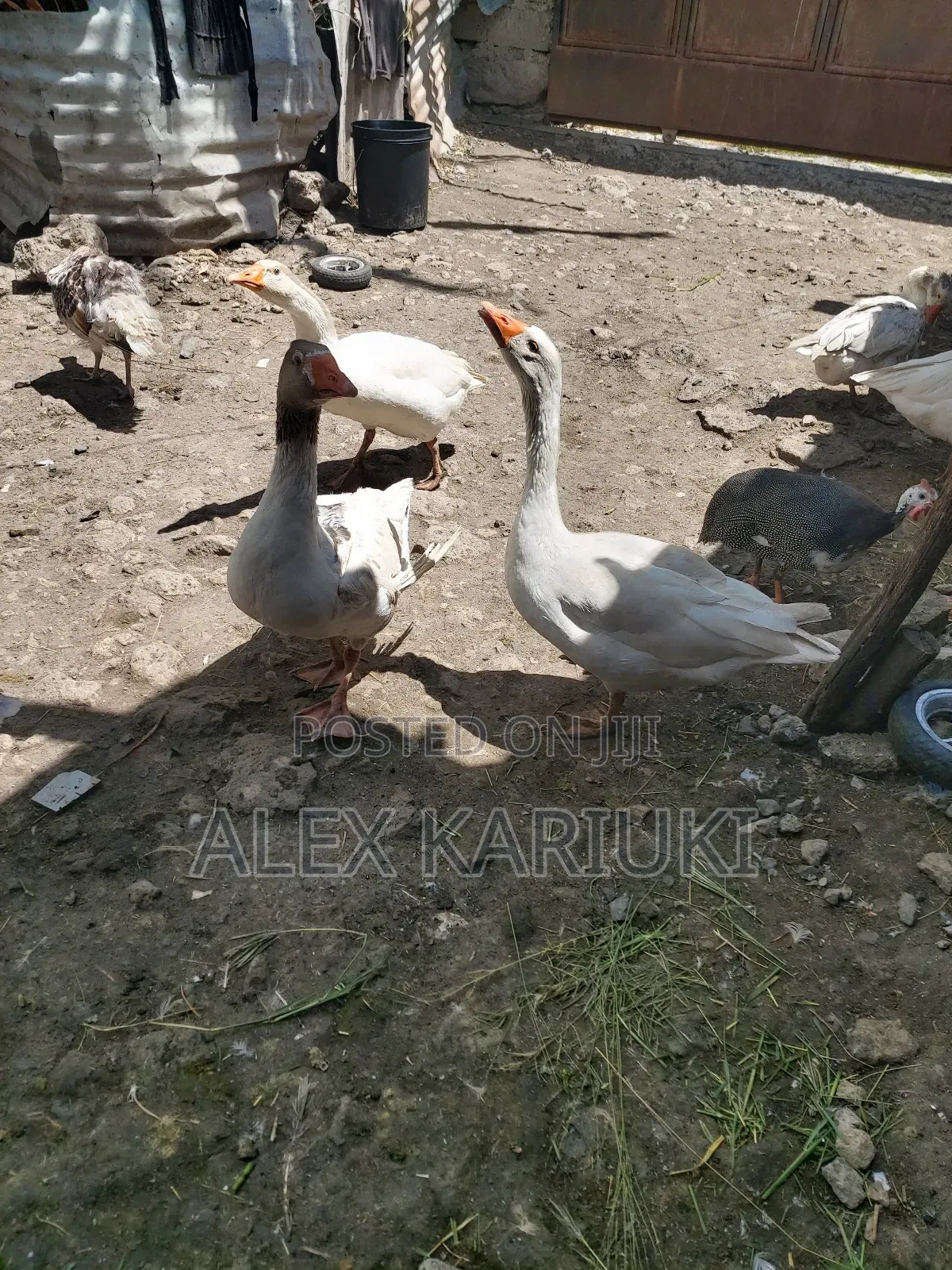 Matured Goose Very Good Healthy Ready for Breeding