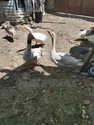 Matured Goose Very Good Healthy Ready for Breeding