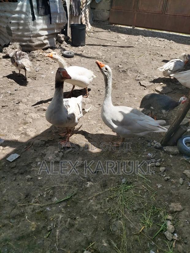 Matured Goose Very Good Healthy Ready for Breeding - thumbnail 3