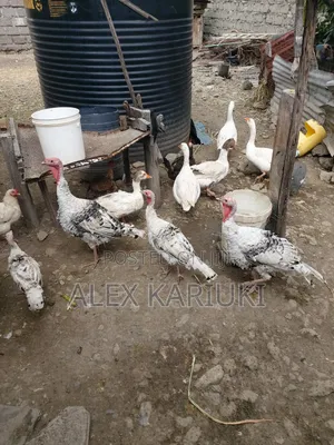 Matured Goose Very Good Healthy Ready for Breeding