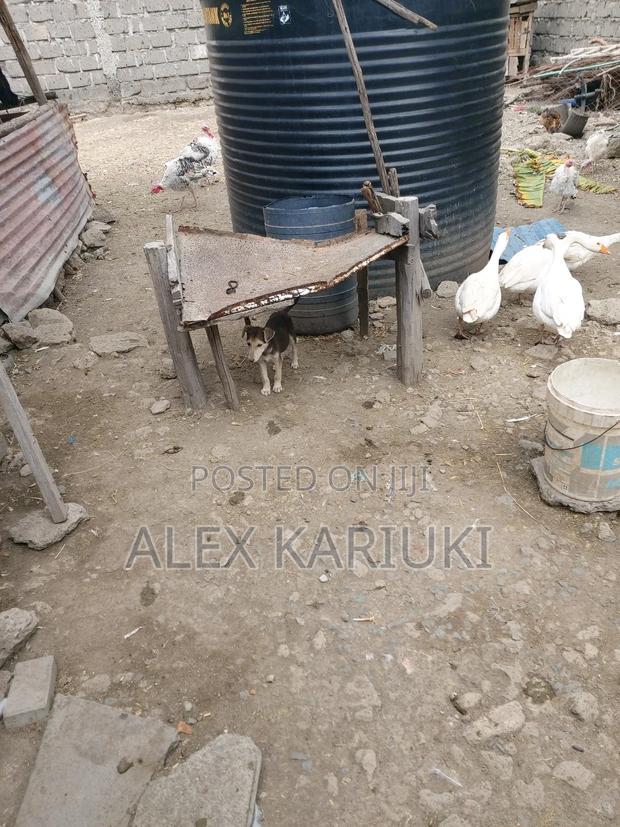 Matured Goose Very Good Healthy Ready for Breeding - thumbnail 5