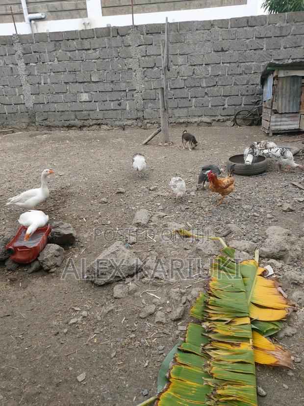 Matured Goose Very Good Healthy Ready for Breeding - thumbnail 6