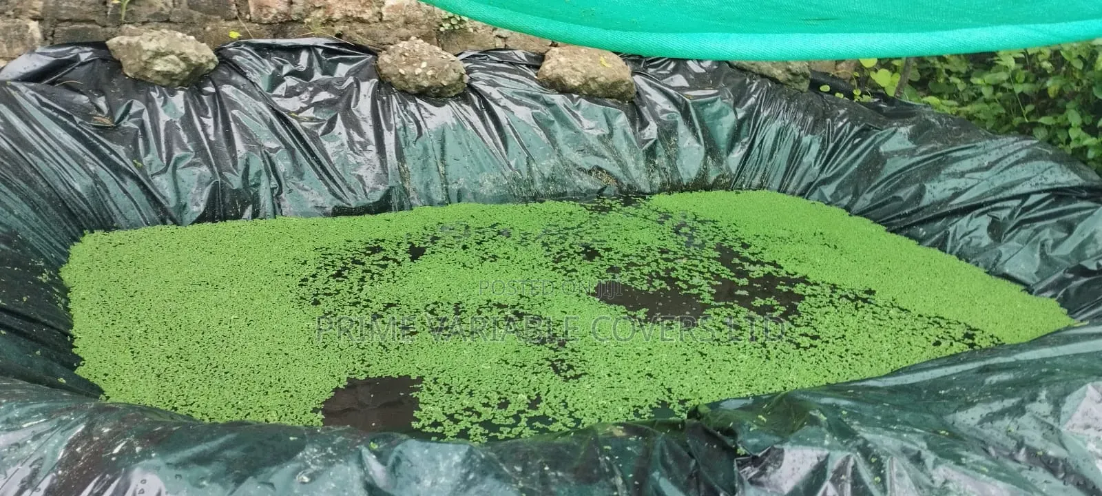 Protect Your Azolla Pond With Durable Liners!