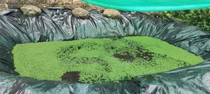 Protect Your Azolla Pond With Durable Liners!