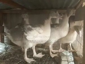 Pomeranian Goose Goslings - 2 Months Old Chicks