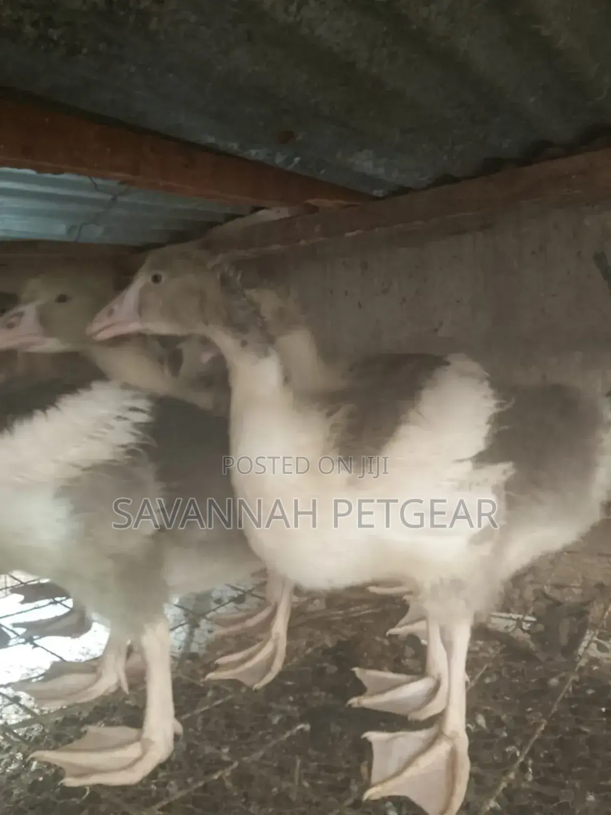 Pomeranian Goose Goslings - 2 Months Old Chicks