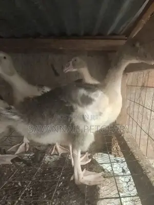 Pomeranian Goose Goslings - 2 Months Old Chicks
