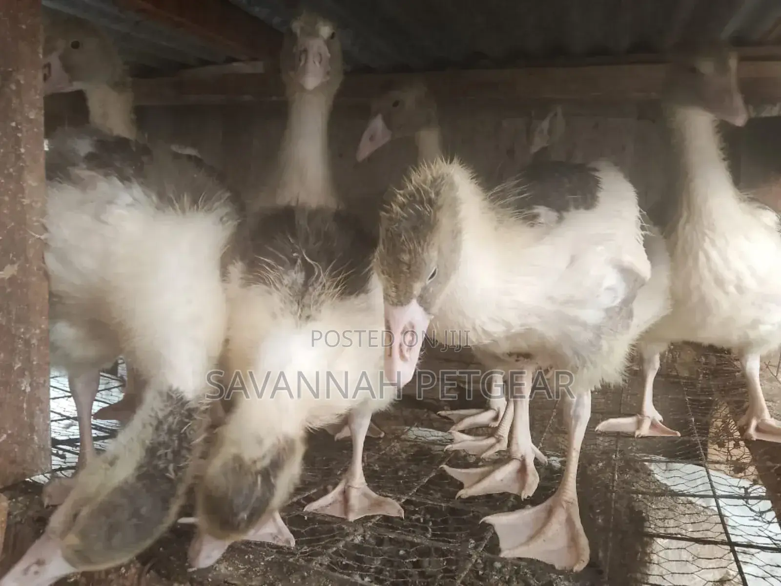 Pomeranian Goose Goslings - 2 Months Old Chicks
