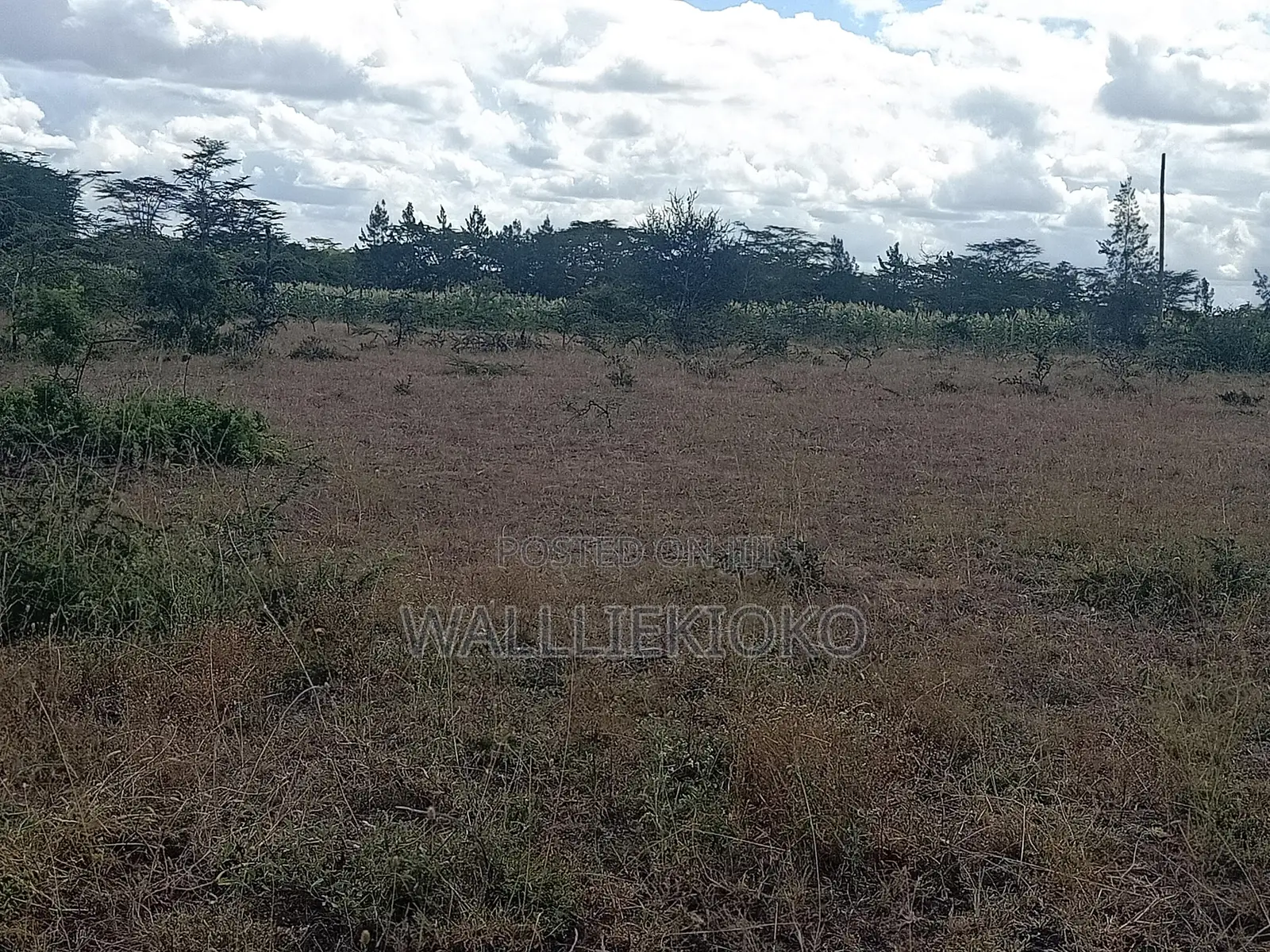 2 Plots of 50 X 100 for Sale