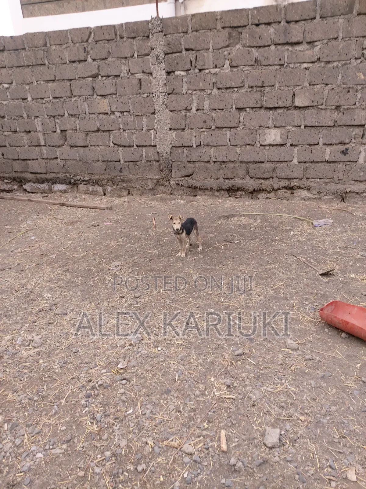 3-6 months Male Mixed Breed Mongrel (No Breed)