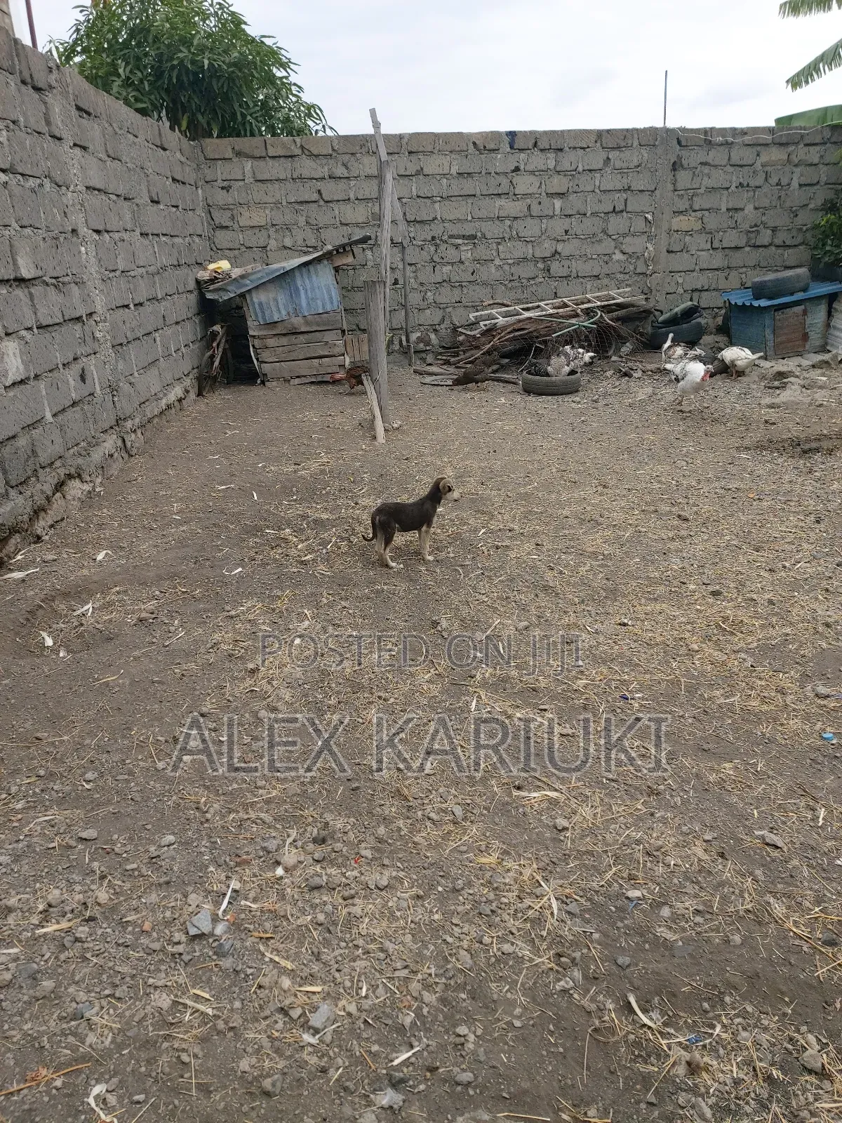 3-6 months Male Mixed Breed Mongrel (No Breed)