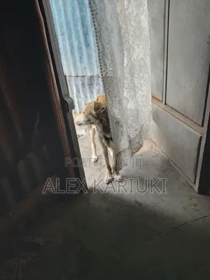 3-6 months Male Mixed Breed Mongrel (No Breed)