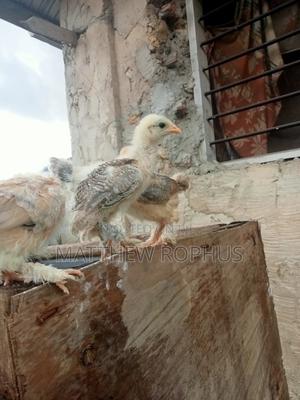 Brahma Chicks - thumbnail 2