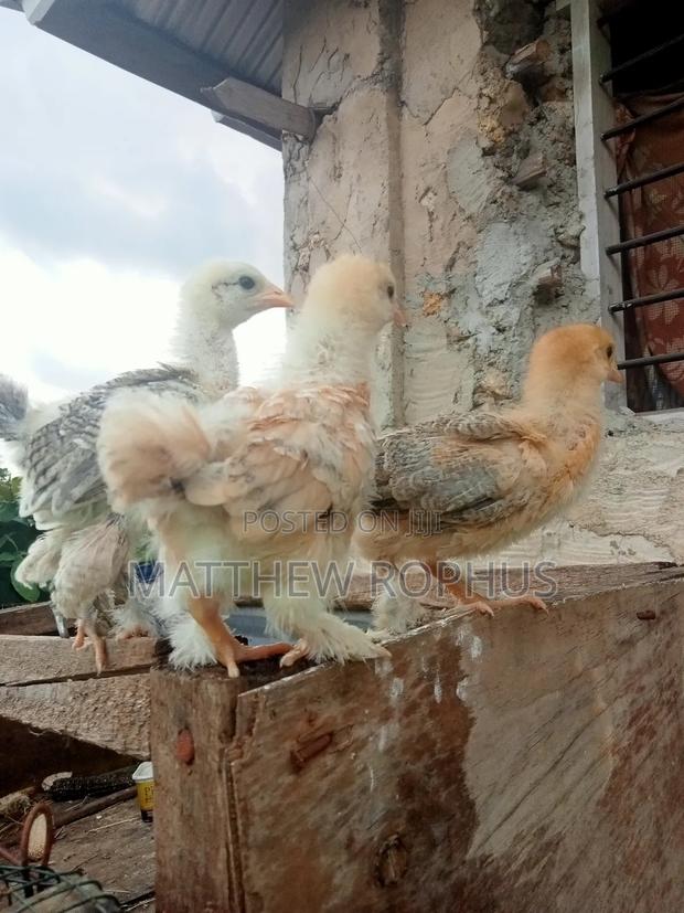 Brahma Chicks - thumbnail 3