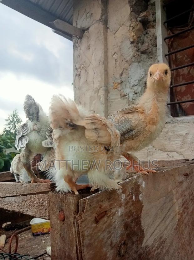 Brahma Chicks - thumbnail 4