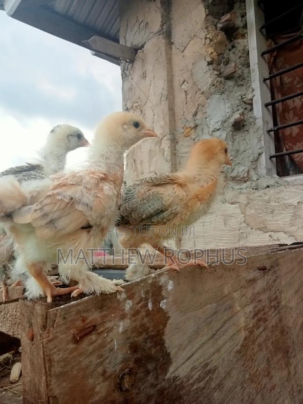 Brahma Chicks - thumbnail 5