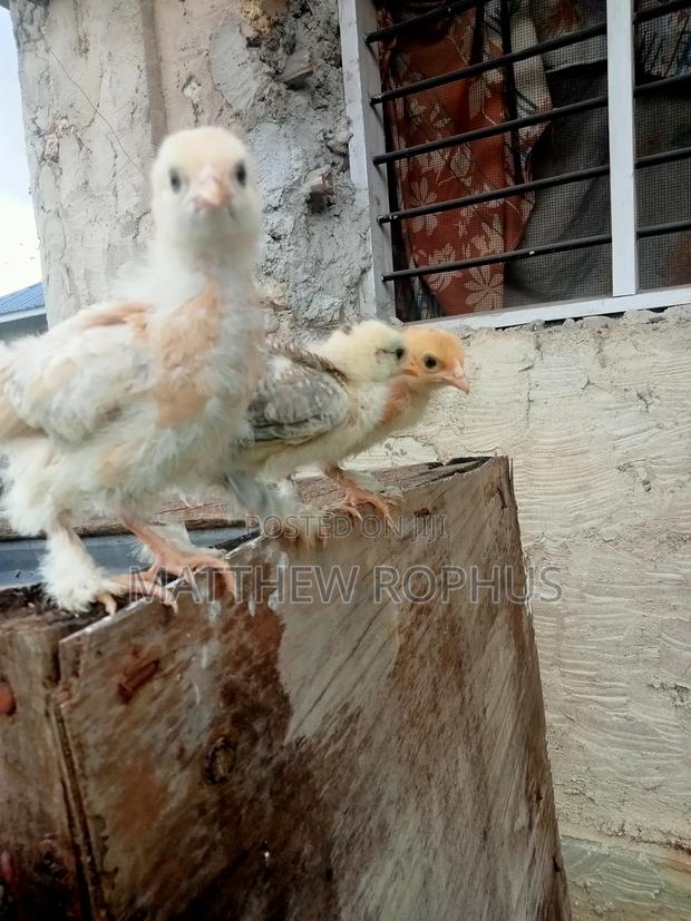 Brahma Chicks - thumbnail 6