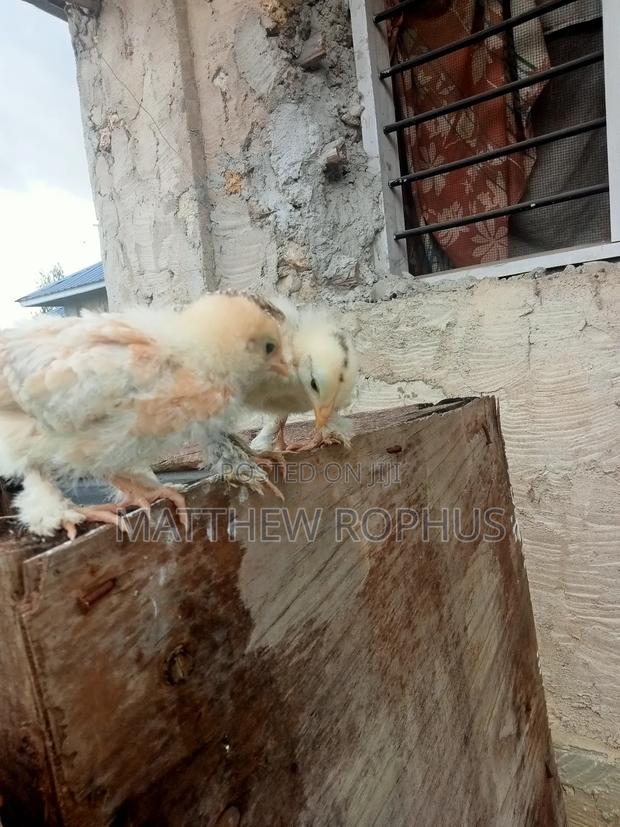 Brahma Chicks - thumbnail 7