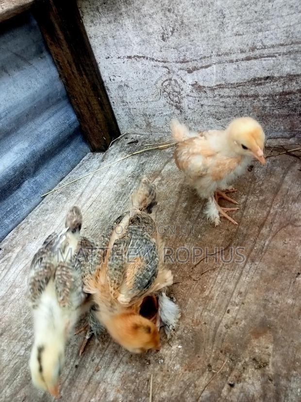 Brahma Chicks - thumbnail 8