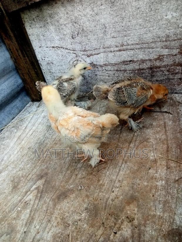 Brahma Chicks - thumbnail 9