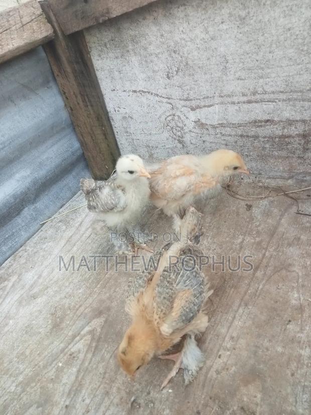 Brahma Chicks - thumbnail 10