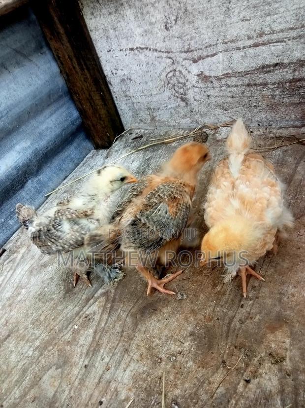 Brahma Chicks - thumbnail 11