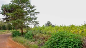 1/4 and 1/2 Acre Plots Thikagreensgolfestate