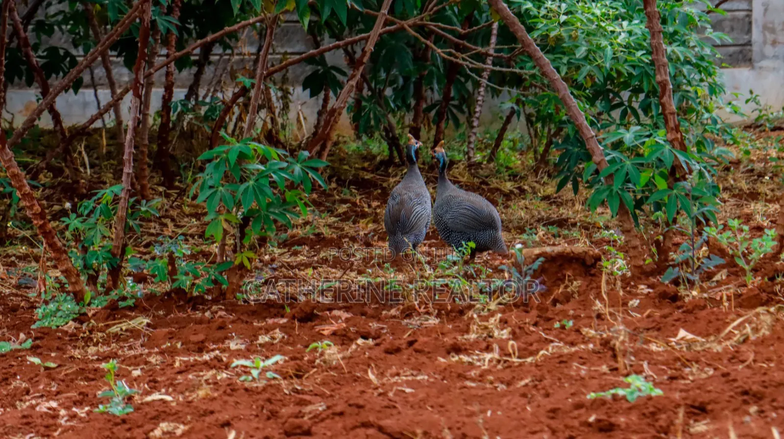 1/4 and 1/2 Acre Plots Thikagreensgolfestate