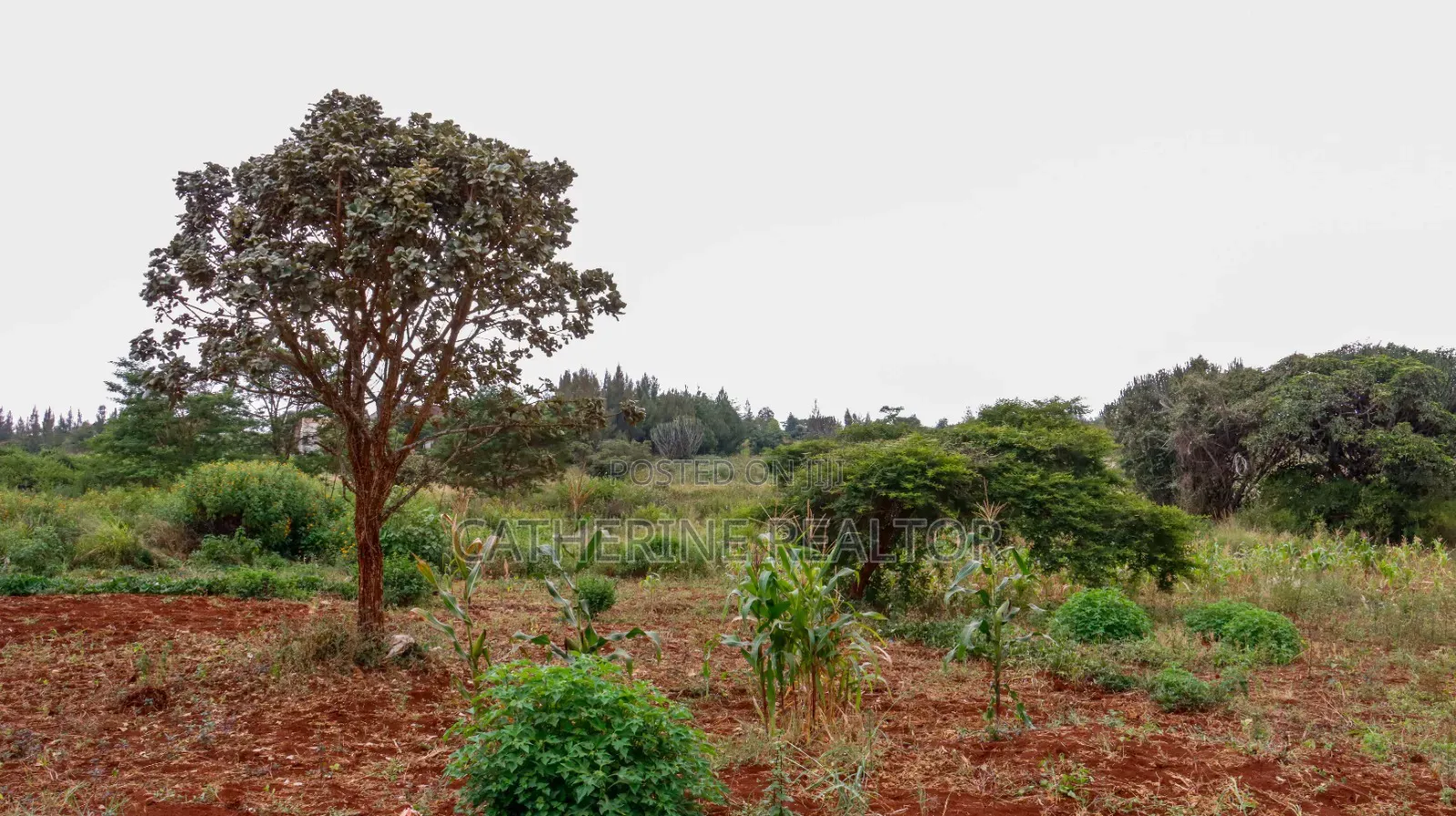 1/4 and 1/2 Acre Plots Thikagreensgolfestate