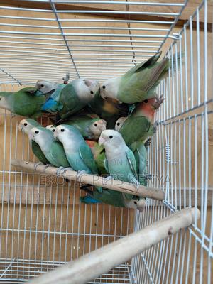 Rosies Imported - thumbnail 2