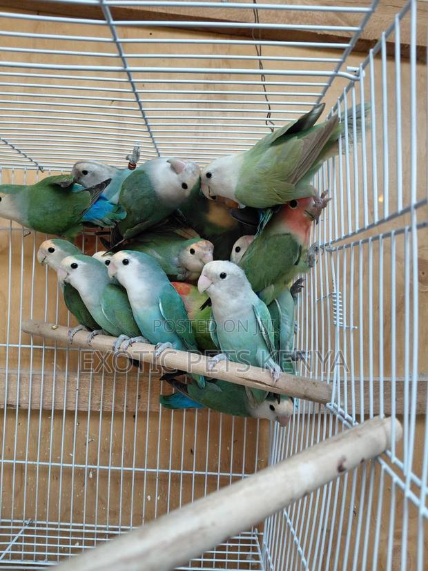 Rosies Imported - main view