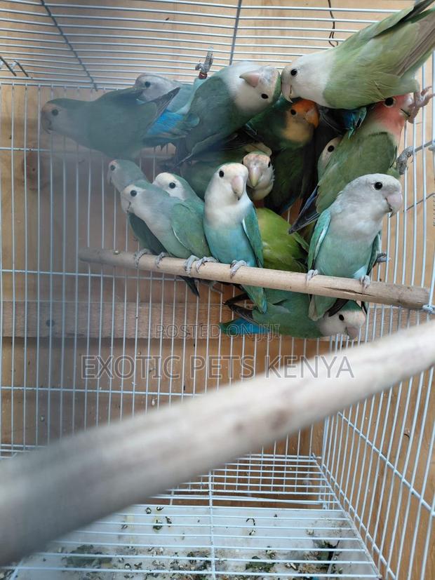 Rosies Imported - thumbnail 3