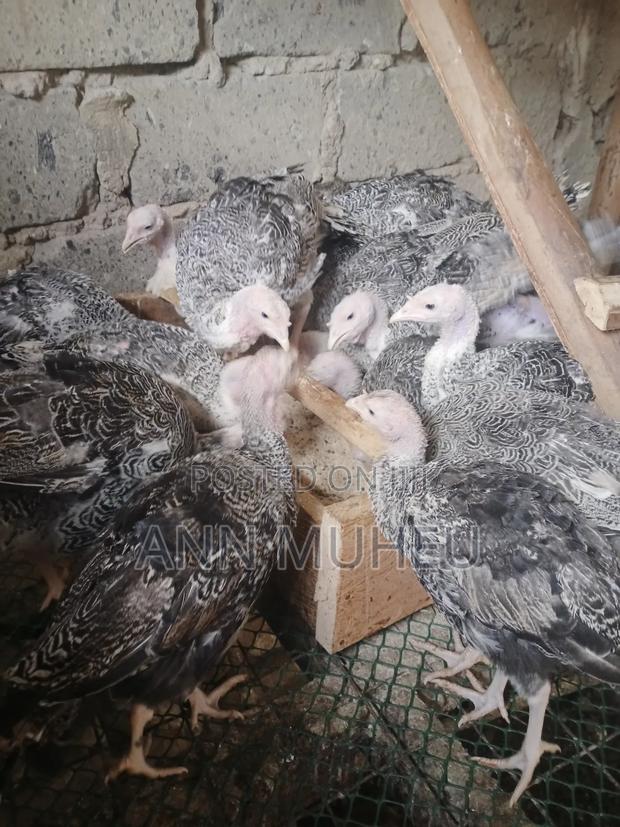 7 Months Old Poults Looking for a New Home.
