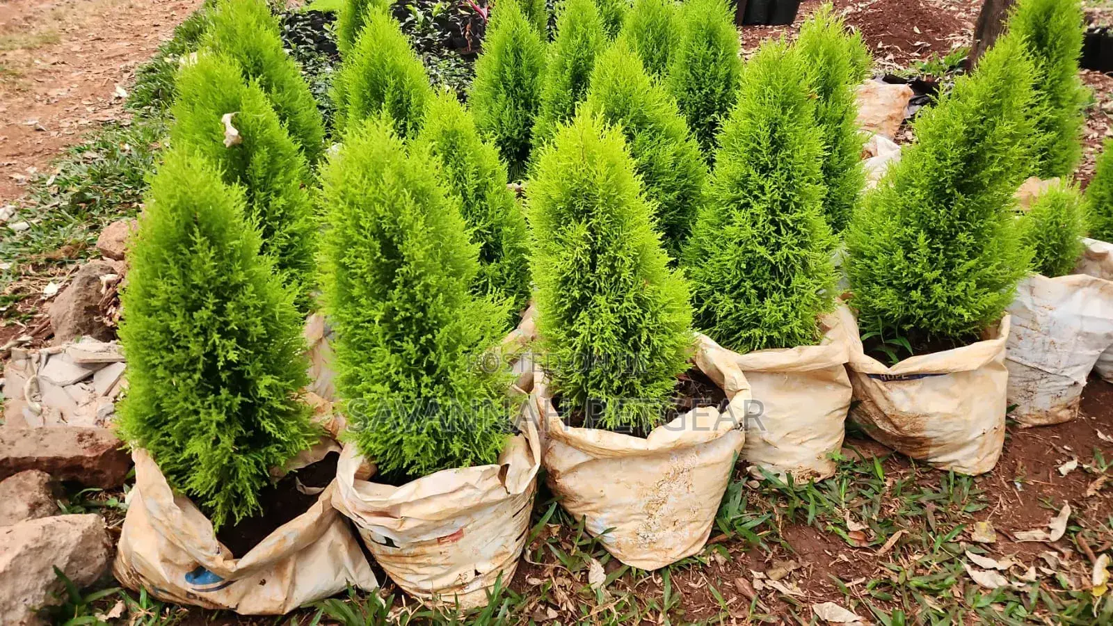 Lemon Cypress Evergreen Conifers Seedlings