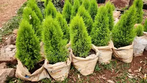 Lemon Cypress Evergreen Conifers Seedlings