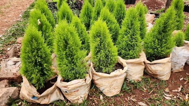 Lemon Cypress Evergreen Conifers Seedlings - main view