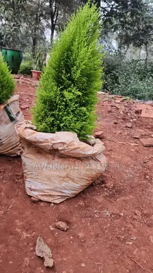 Lemon Cypress Evergreen Conifers Seedlings