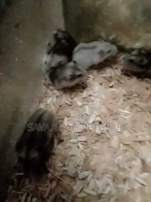 Winter White Dwarf Hamsters Campbell's Dwarf Hamsters - Females