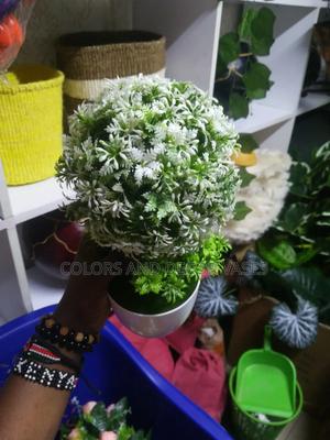 Bonsai 30cm Long - thumbnail 2