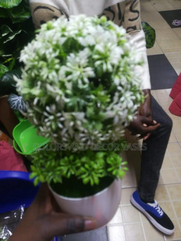 Bonsai 30cm Long - thumbnail 3