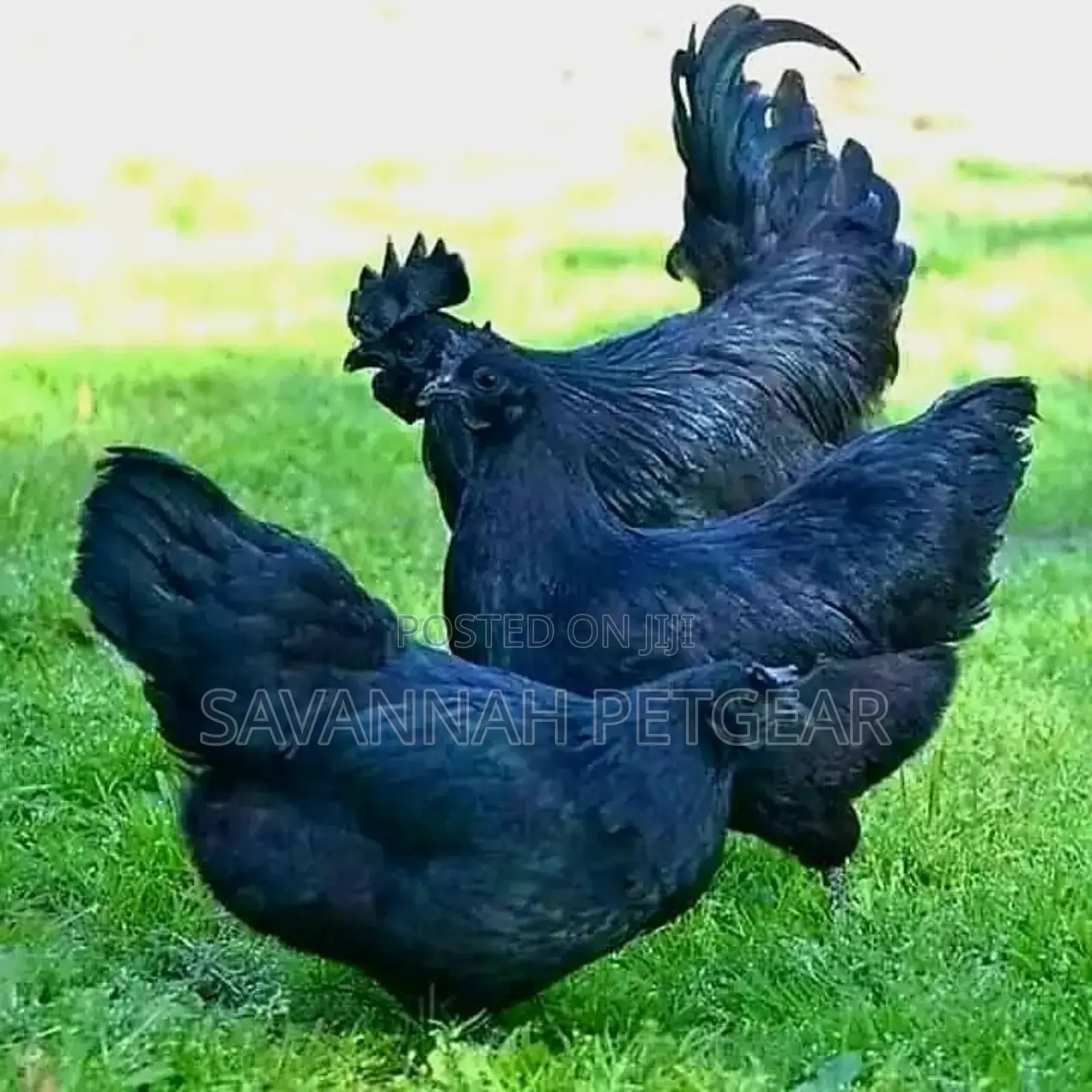 Ayam Cemani Chicken Fertilized Eggs for Hatching Incubation