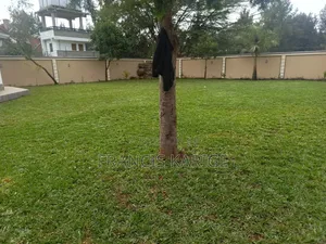 Frankscape