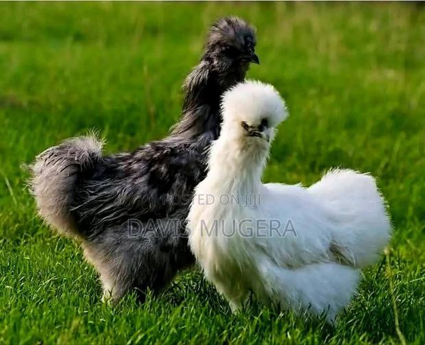 Silkie Chickens Fertilized Eggs for Hatching - main view